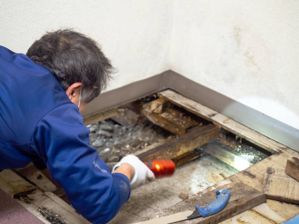 Best Mold Remediation for Specific Building Types in Central City, IL