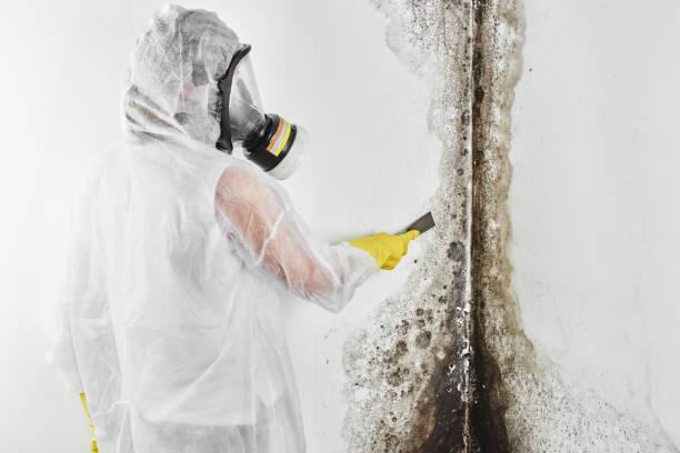 Best Commercial Mold Remediation in Central City, IL