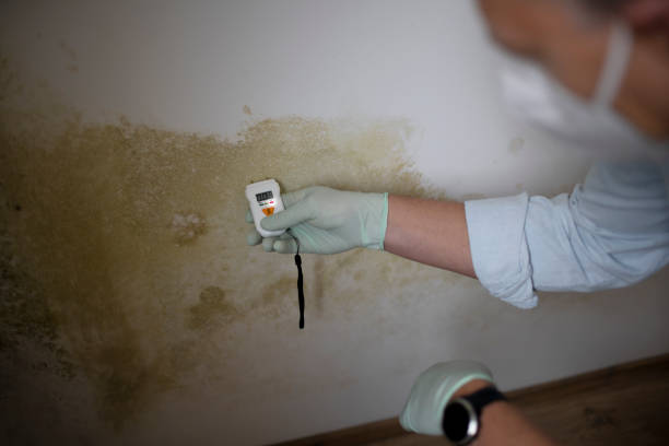 Best Residential Mold Remediation in Central City, IL