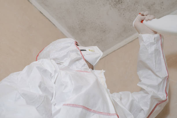 Best Preventive Mold Services in Central City, IL