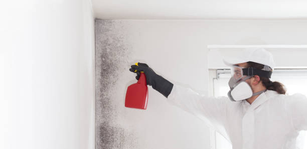 Best Kitchen Mold Remediation in Central City, IL