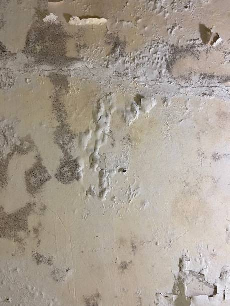 Best DIY Mold Remediation Support Services in Central City, IL