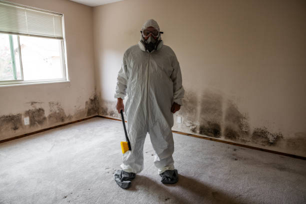 Best Post-Remediation Services in Central City, IL