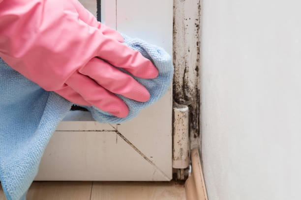 Professional Mold Remediation in Central City, IL
