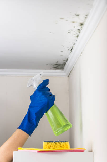 Best Health and Safety Mold Remediation in Central City, IL